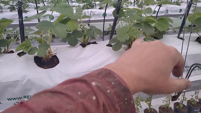 Как разогнать корневую систему у кустов клубники, и опасности связанные с этим!