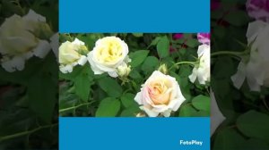 Красивая песня . Виноградная лоза . Исполняет Виктория Оганисян .