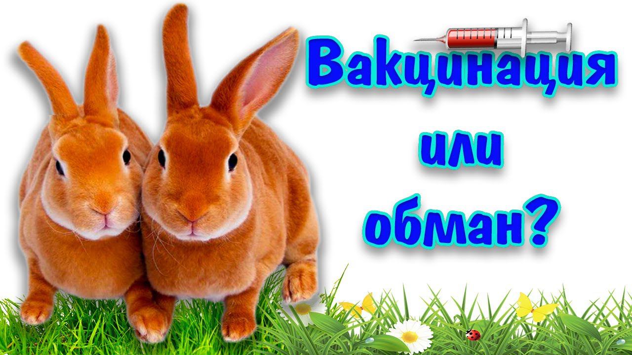 Прививки кроликам какие делают?