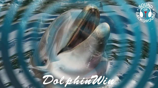 DolphinWin (нежная медленная лечебная музыка для сна со звуками дельфинов)