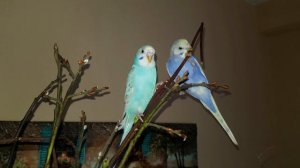 ЖОРА ХОРОШИЙ! УРОК ДЛЯ ПОПУГАЯ. УЧИМ ПОПУГАЯ ГОВОРИТЬ СВОЁ ИМЯ.