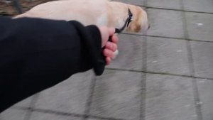 I took a STRANGERS DOG for 24 HOURS!