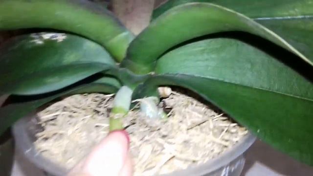 Больной Биглип, обзор через 3 месяца 🌱🏥 смотреть онлайн