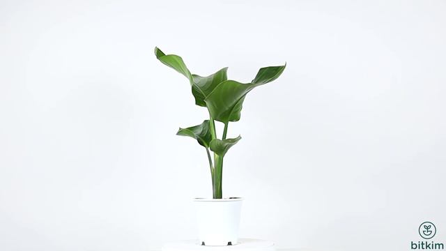 Cennet Kuşu Çiçeği, Starliçe bitkim.com смотреть онлайн