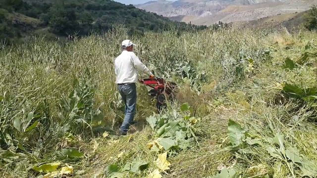 Kaselka смотреть онлайн