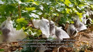 Побелка винограда осенью — готовим виноградник к зимовке и защищаем его от болезней