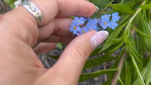 КРАСНАЯ ПОЛЯНА - АЛЬПИЙСКИЕ ЛУГА , ЧЁРНАЯ ПИРАМИДА смотреть онлайн