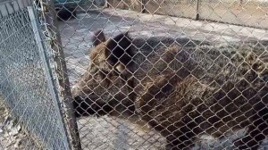 Прогулка по зоопарку