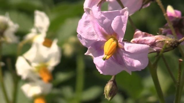 Злые родственники. Зачем их надо знать? смотреть онлайн