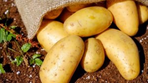 Картофель Королева Анна Фото Отзывы