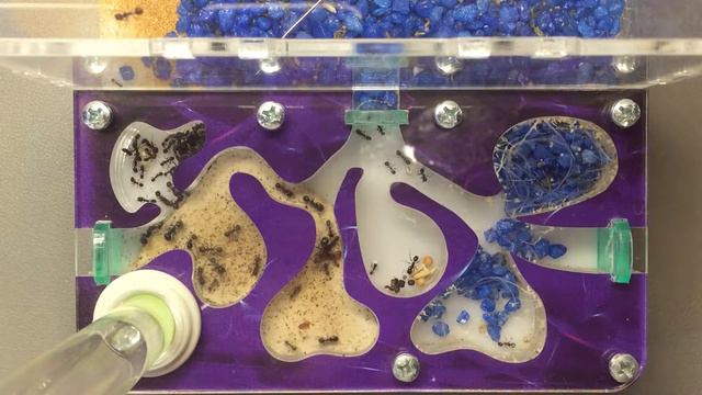 Не всякий БАД и одинаково полезен | Испытываем продукцию конкурентов на муравьях смотреть онлайн