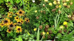 Обзор сада летом 11 АВГУСТА | Араукария Чилийская | Цветущий сад летом | ЛЕТО В САДУ 2021