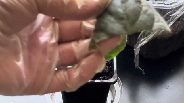 Почему нельзя спешить отделять детки фиалок от листа смотреть онлайн