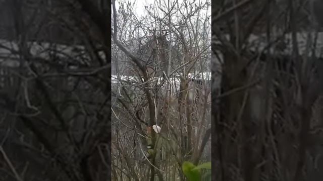 ПТИЧКА СИНИЧКА КУШАЕТ САЛО смотреть онлайн