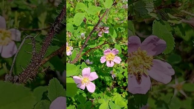 Шиповник (Rosa).?
