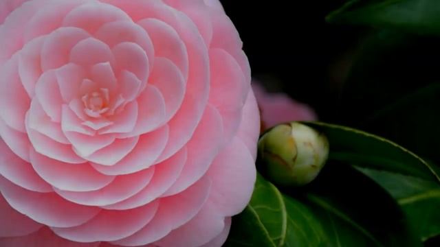 Сен Жермен: Ответы на Вопросы смотреть онлайн