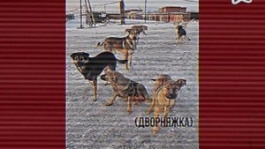 Дворняжка / Дрехавиес