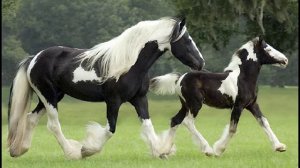 Тинкеры. Цыганские лошади