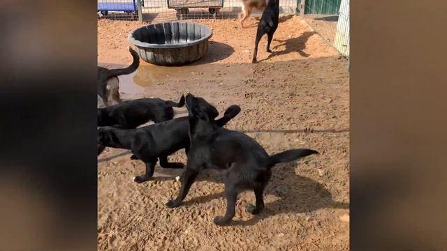 Щенки из Малинок. Им сейчас уже 7 ммесяцев смотреть онлайн