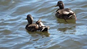 Ducks with Sony AX-53