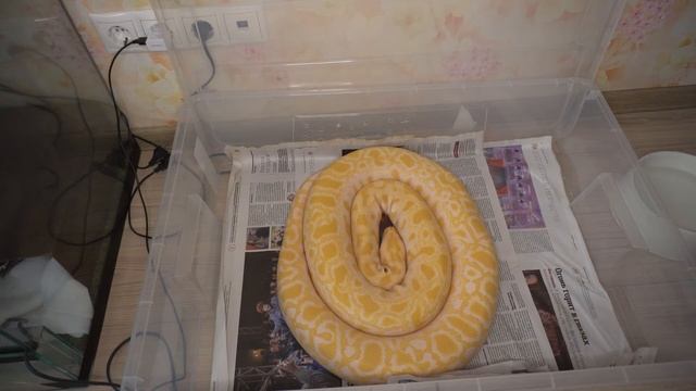 Как помочь змее в эти дни?У ЗМЕИ ЛИНЬКА Змея линяет. Можно ли ей как то помочь? смотреть онлайн