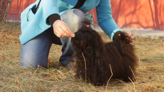 русская цветная болонка, п-к Русская Роскошь смотреть онлайн