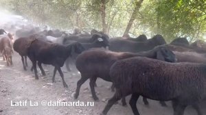 Гиссарские и гузнские овцы и аборигенные САО саги дахмарда, возвращение с пастбищ. Канаск, Ромит