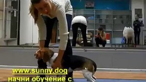 Самые частые ошибки хендлера, разрушающие все!!! Или как проиграть из за плохого показа