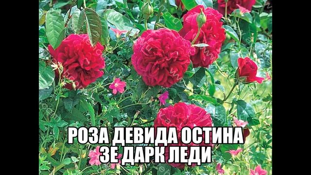 Роза Девида Остина Зе Дарк Леди смотреть онлайн