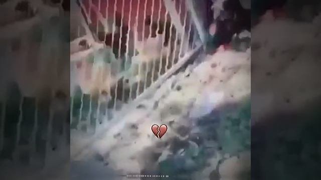 СМОТРИ И СМЕЙСЯ