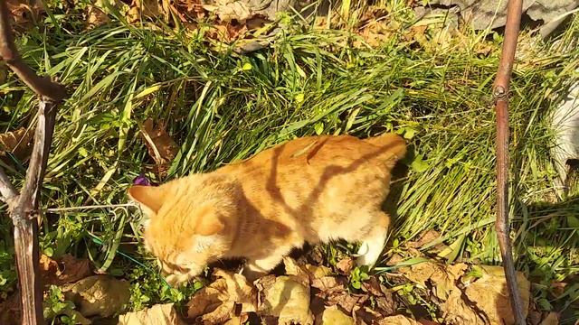 А нам на какать😂 смотреть онлайн