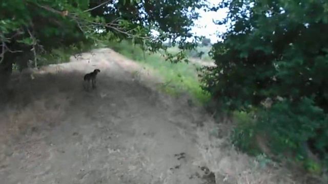 23.06.2022 Незаконный выпас скота в лесополосе и в водоохранной зоне. смотреть онлайн