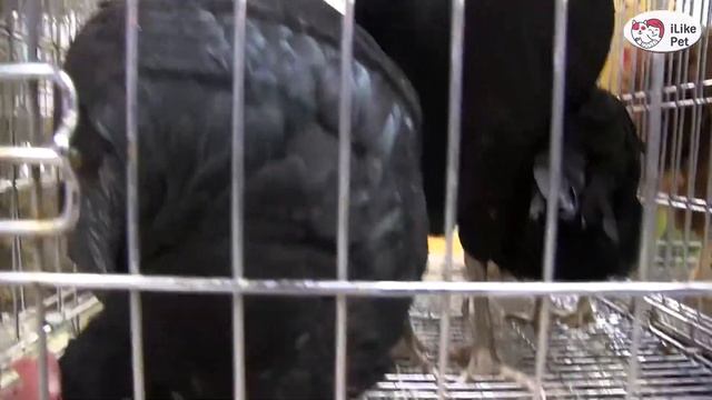 Порода кур ПАНЦИРЕВСКАЯ ЧЕРНАЯ Агропромышленная выставка Золотая осень 2016 iLikePet смотреть онлайн