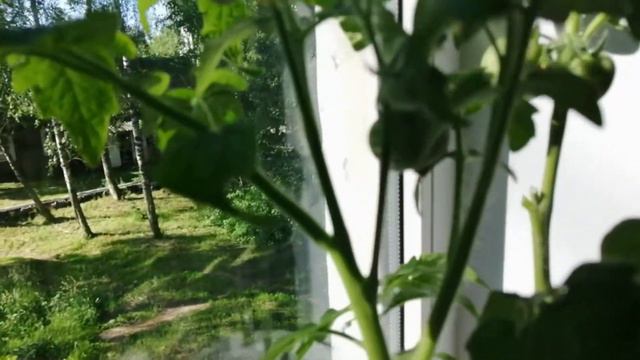 Выращивания томата/Томаты на подоконнике/Как вырастить помидоры круглый год/Эксперимент/1 сезон
