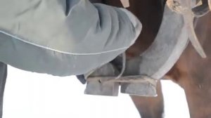 Как запрячь лошадь