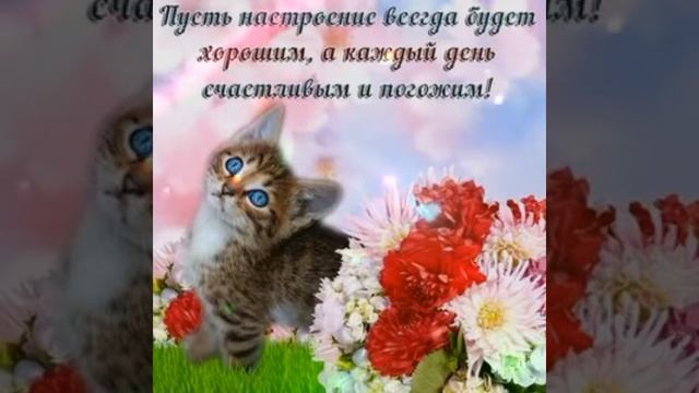 Хорошего дня и Отличного настроения! Самая красивая открытка!