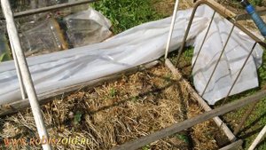 Огуречная грядка и сидерат  удобрение и опилки