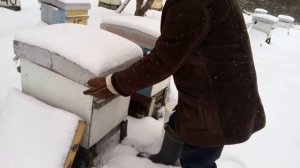 Пасека Лаврова. Контроль за ходом зимовки пчелосемей в январе м- е.