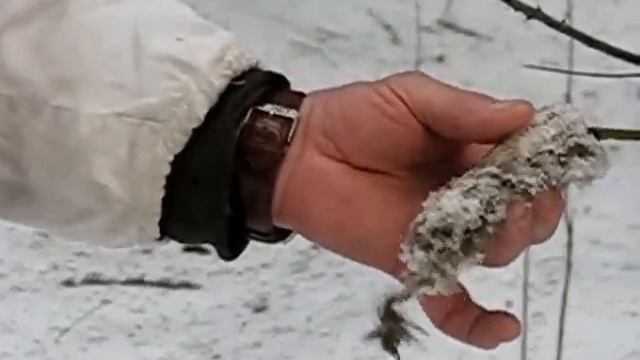 Охотничий ягдтерьер