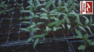 Триходерма не работает? Сделайте это для безупречной рассады без черной ножки.