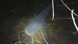 Огромный Сом Ночная Охота на Сомов Рыбалка в Дагестане