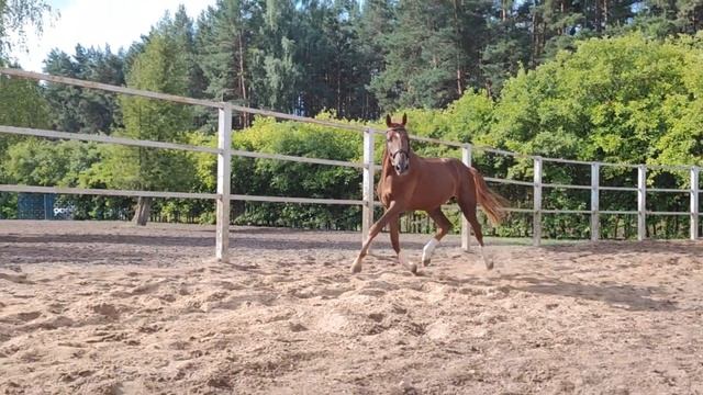 Ганноверский жеребец ChaccoBlue, SandroBoy2 года, 160 см #продажалошадей #конныйрынок #конныйспорт