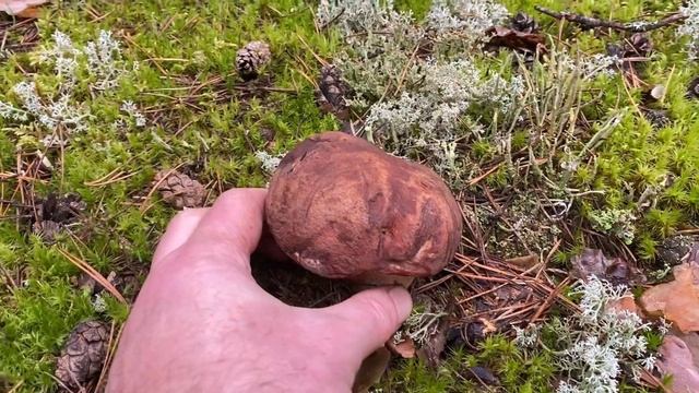 ШОК!!! СМОТРЕТЬ ВСЕМ!!! НЕРЕАЛЬНЫЕ НАХОДКИ!!! РУКА СЧАСТЬЯ ГРИБНИКА!!! Грибы 2023
