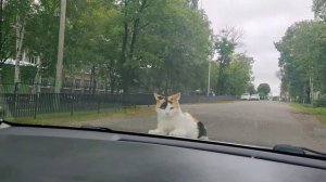 Наглые кошки