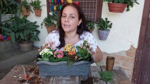 Fofaaas! KALANCHOES de SUPERMERCADO EXPLODINDO de FLORES (o ano todo)