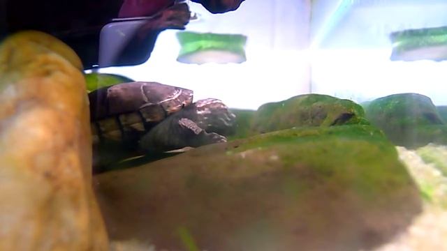 Baby Mud Turtle Eats Zucchini For The First Time смотреть онлайн