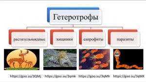 III   четверть, Естествознание, 6 класс, Процессы в живой природе