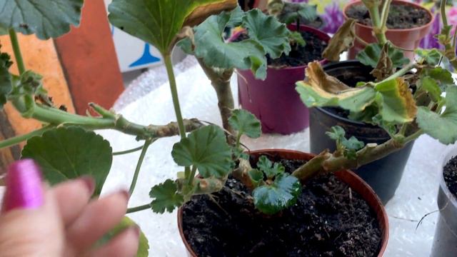 Geranium (Pelargonium) buiten beschermen tegen de kou (overwinteren) смотреть онлайн