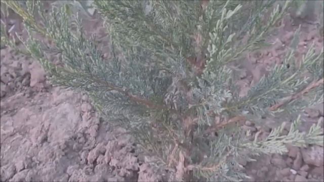 Ялівець скельний Блю Ерроу. Juniperus scopulorum Blue Arrow смотреть онлайн