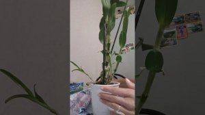 Купила себе Дендробиум Нобиле👀🙆